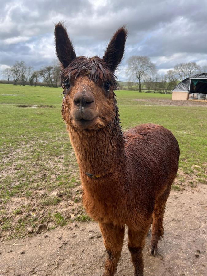 Rustic Retreats Jacks Cottage With Hot Tub & Alpaca Walking Experiences Matlock  Esterno foto